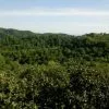 Персиковый рай в заповеднике